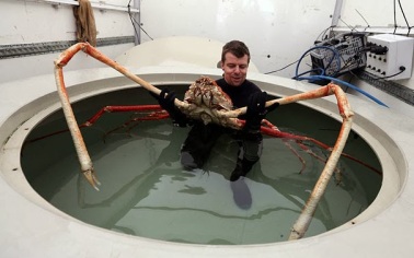 Hewan paling aneh di Dunia japanese spider crab